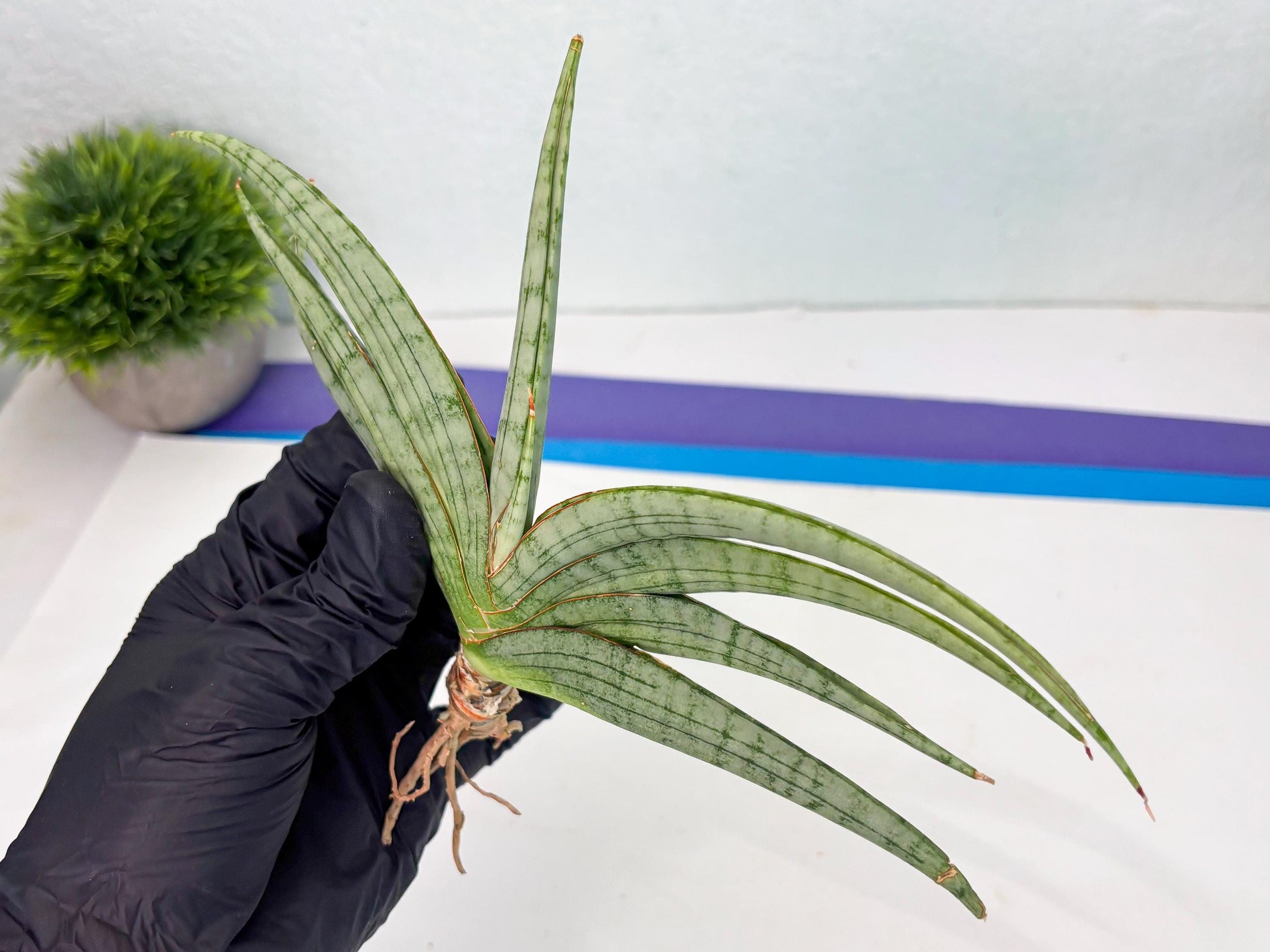 Sansevieria Serayu (Ha5) (8) | Rare hybrid Snake Plant