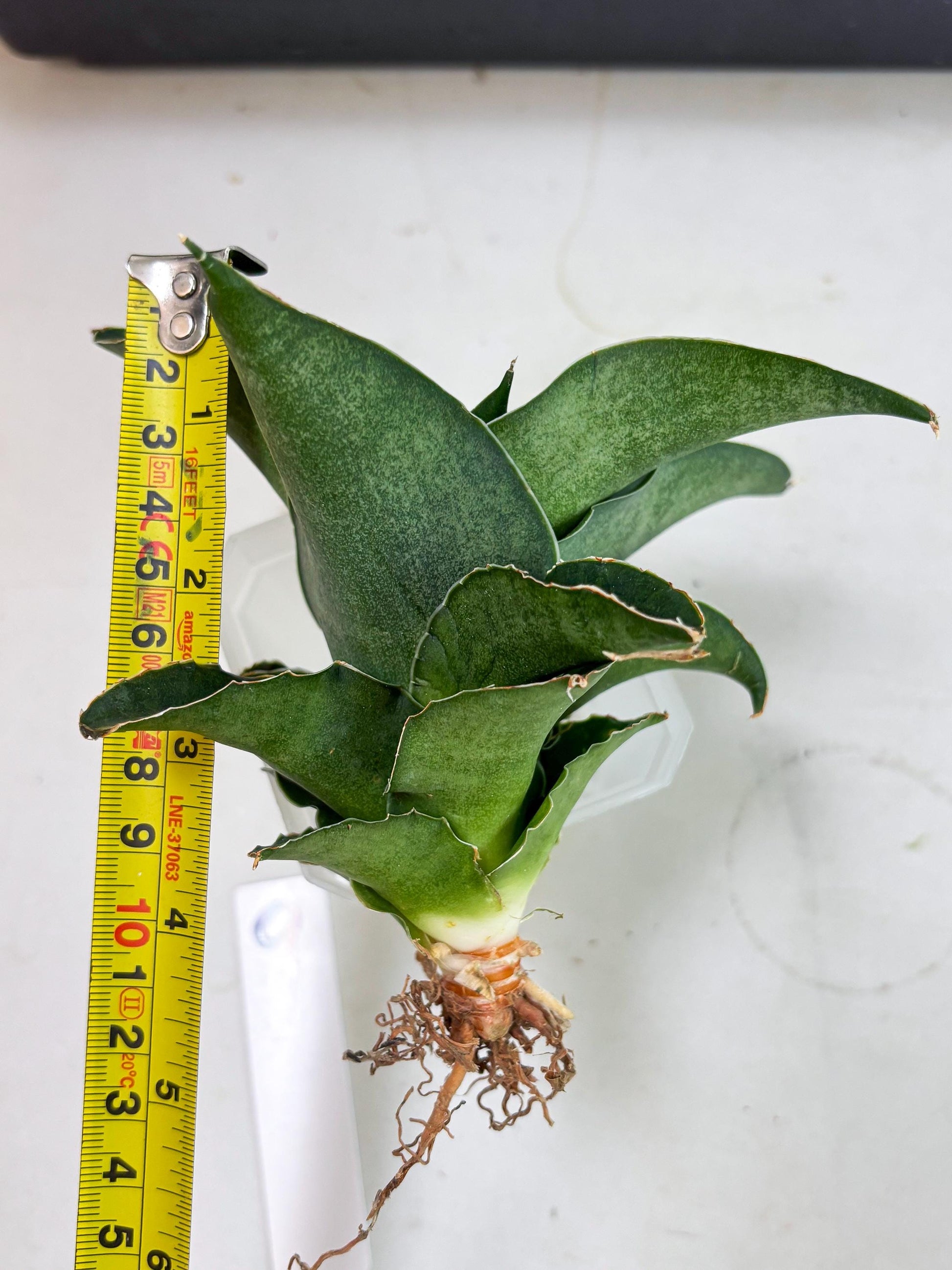 Sansevieria Marsha x Sandana Moonshine (Ha5) (9) | Rare Plant