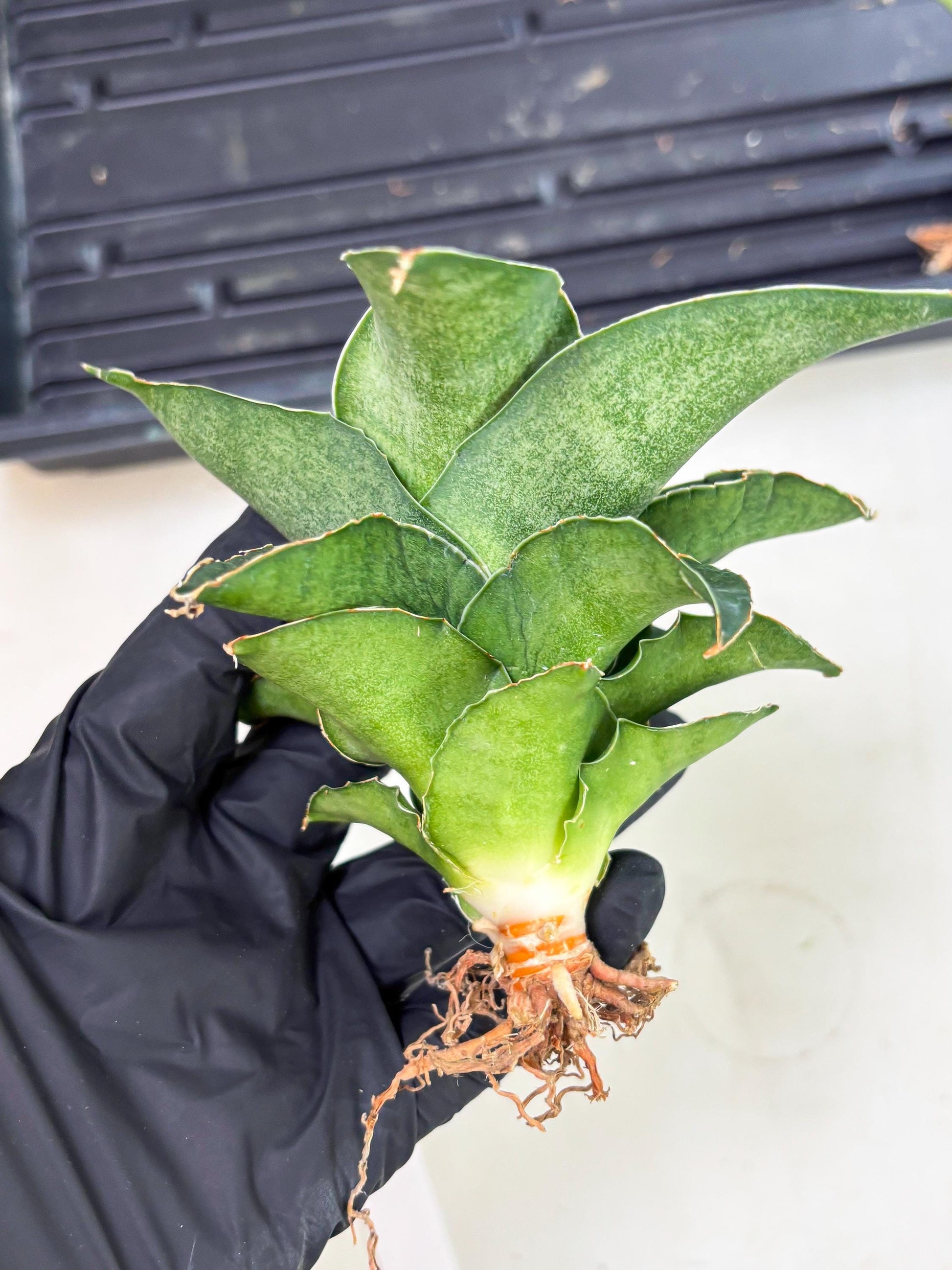 Sansevieria Marsha x Sandana Moonshine (Ha5) (9) | Rare Plant