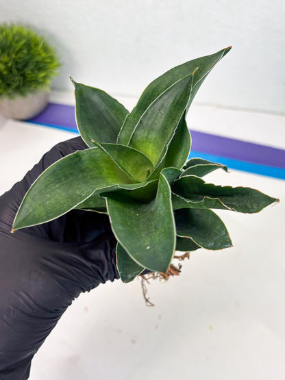 Sansevieria Marsha x Sandana Moonshine (Ha5) (9) | Rare Plant