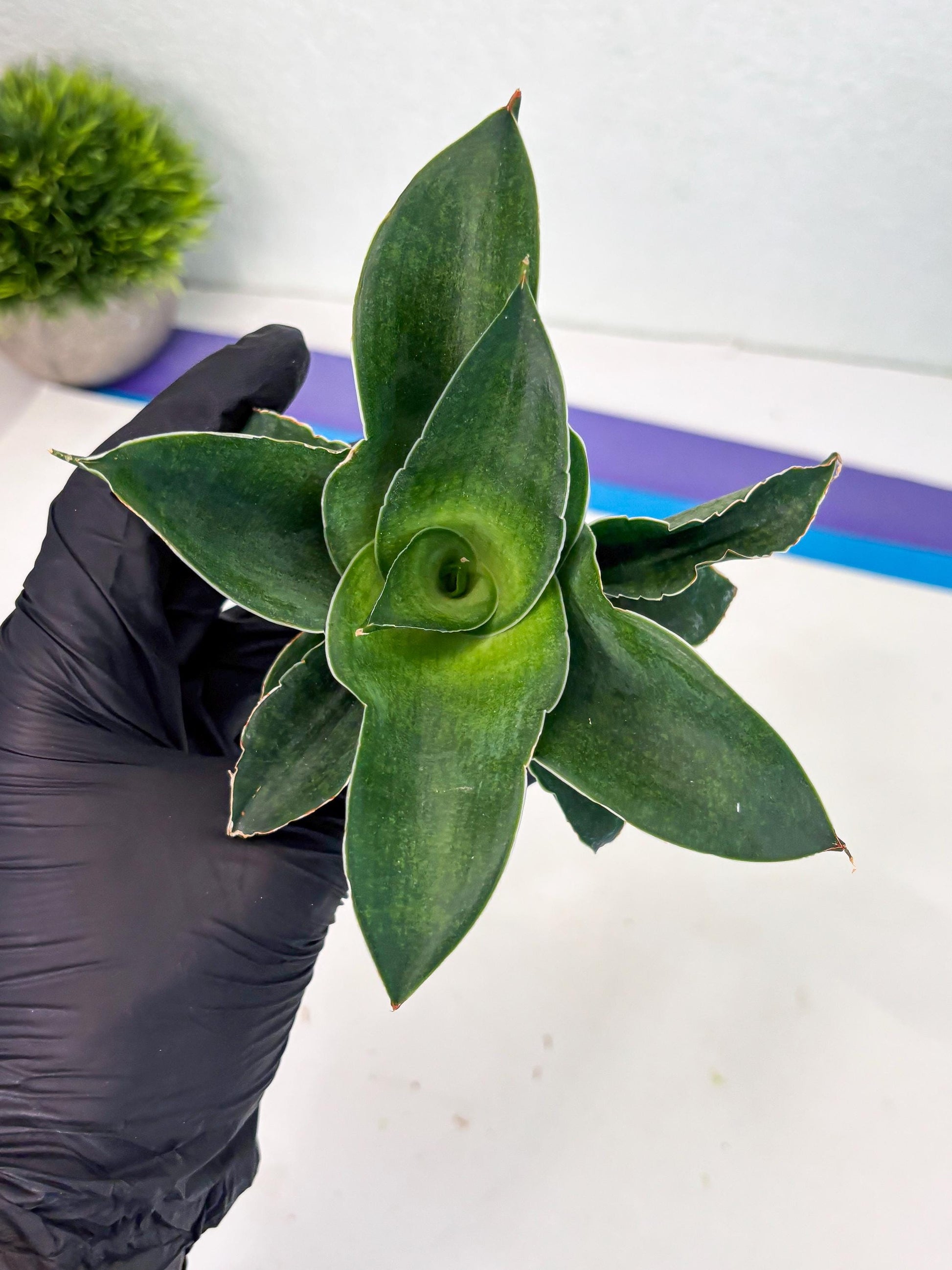 Sansevieria Marsha x Sandana Moonshine (Ha5) (9) | Rare Plant