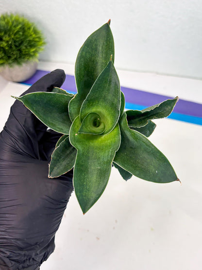 Sansevieria Marsha x Sandana Moonshine (Ha5) (9) | Rare Plant