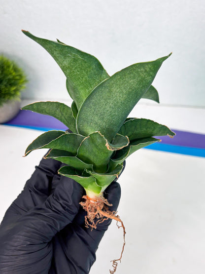 Sansevieria Marsha x Sandana Moonshine (Ha5) (9) | Rare Plant
