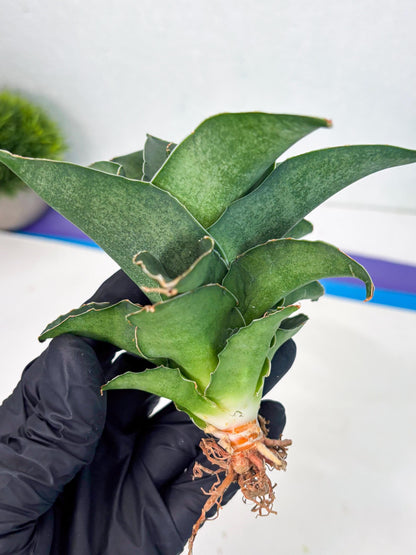Sansevieria Marsha x Sandana Moonshine (Ha5) (9) | Rare Plant