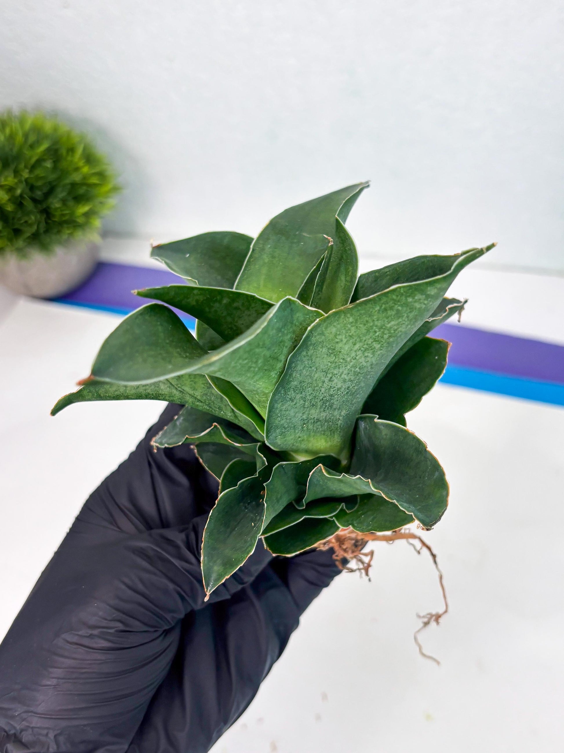 Sansevieria Marsha x Sandana Moonshine (Ha5) (9) | Rare Plant