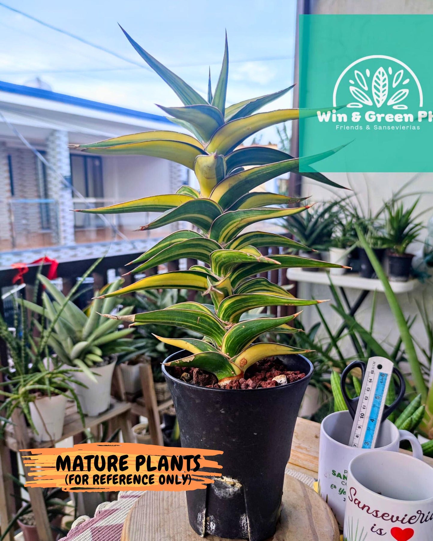 Sansevieria 23251 Var (Ha5) (16) | Imported