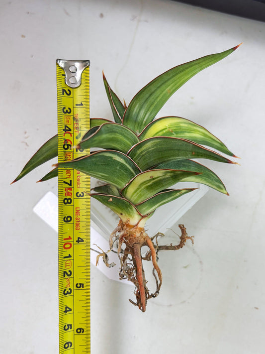 Sansevieria 23251 Var (Ha5) (16) | Imported
