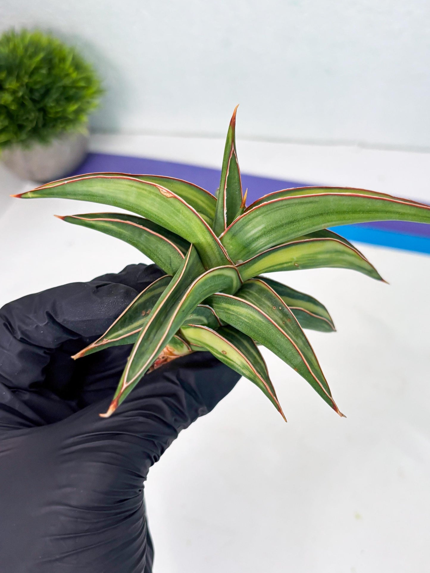 Sansevieria 23251 Var (Ha5) (16) | Imported