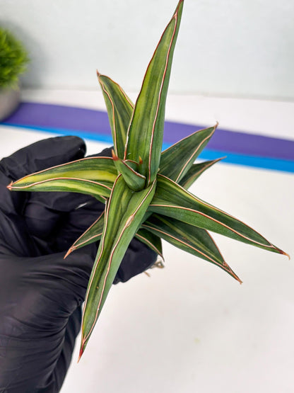 Sansevieria 23251 Var (Ha5) (16) | Imported