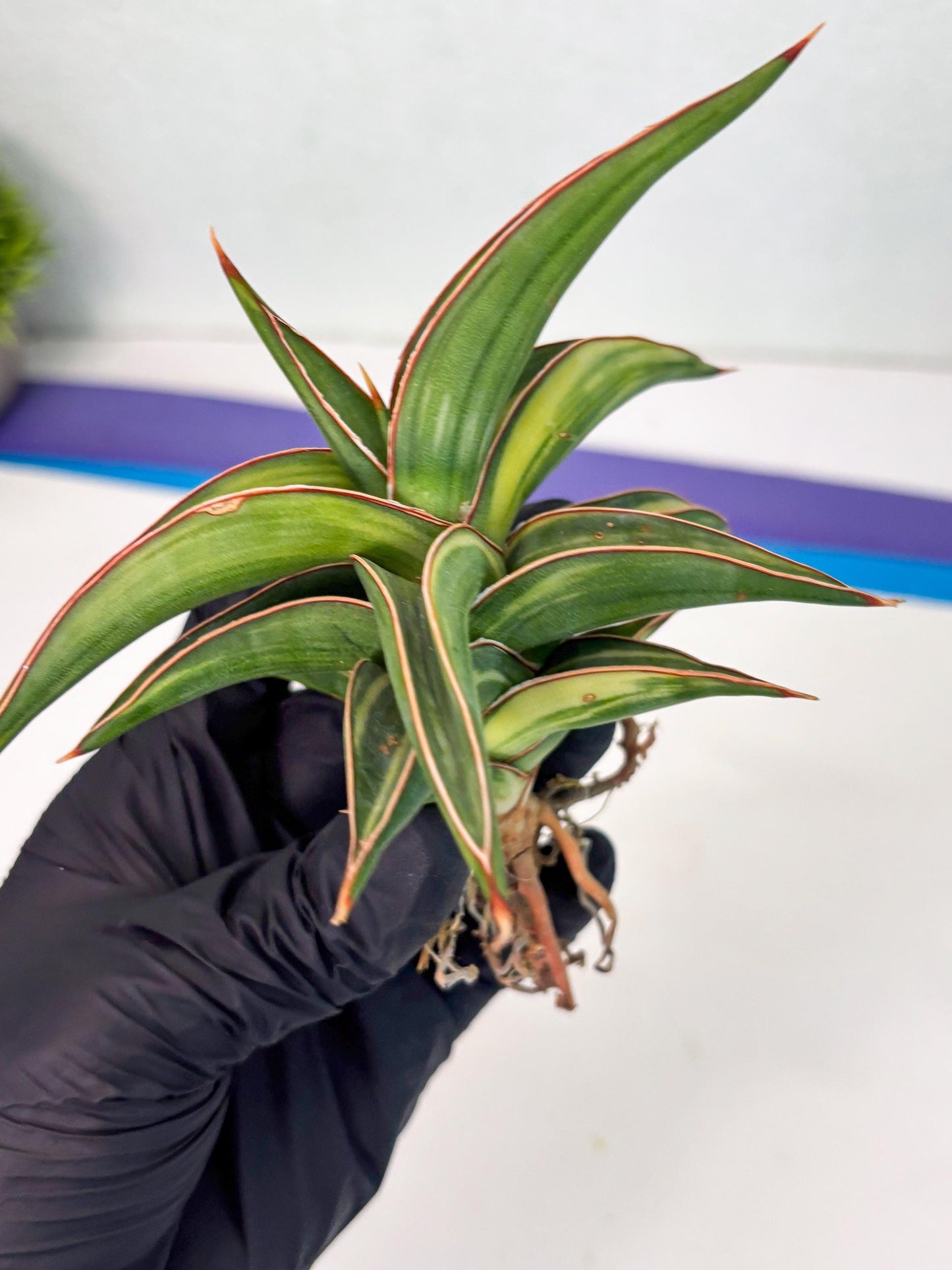 Sansevieria 23251 Var (Ha5) (16) | Imported