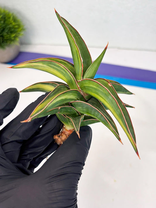 Sansevieria 23251 Var (Ha5) (16) | Imported