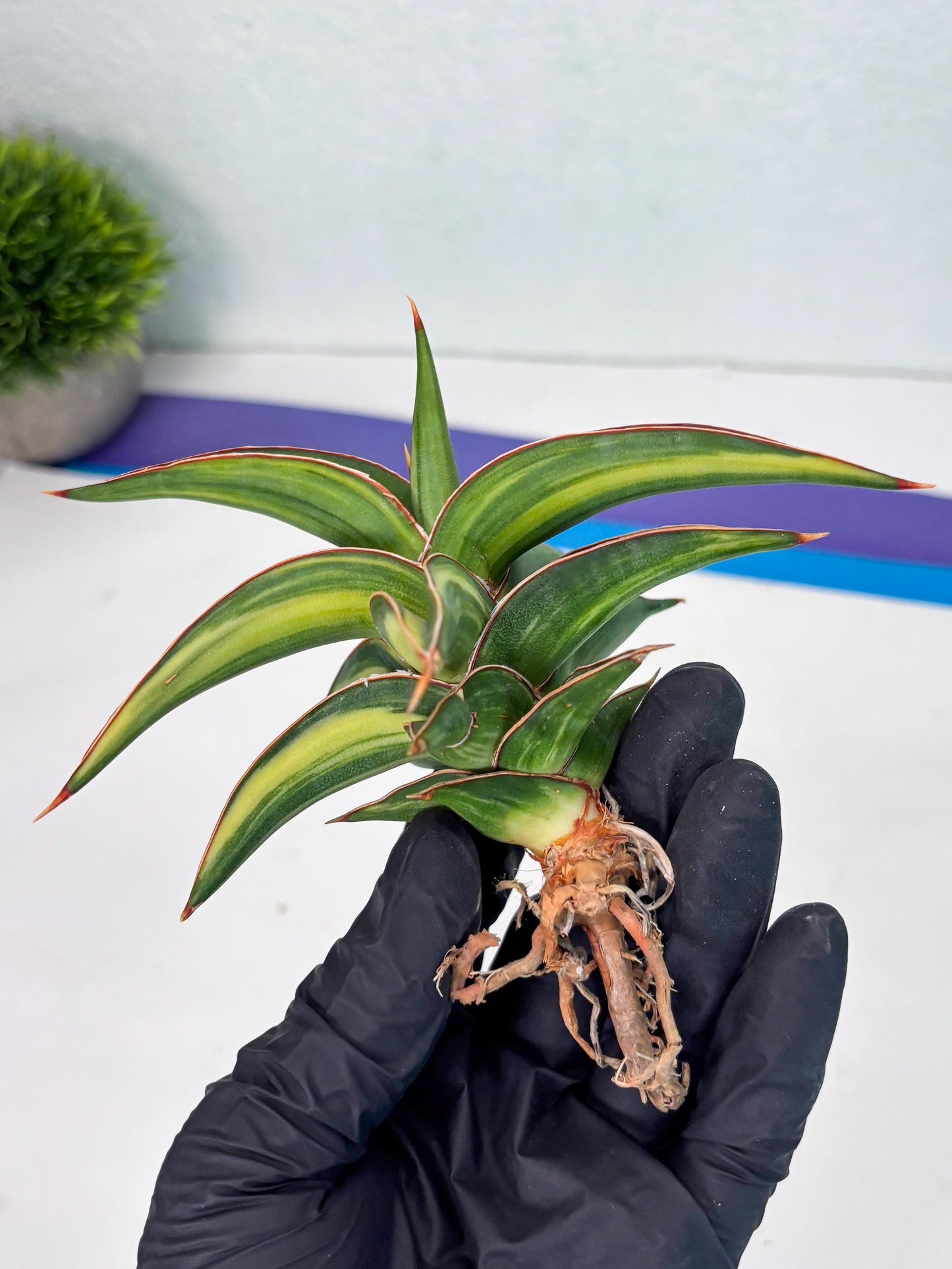 Sansevieria 23251 Var (Ha5) (16) | Imported