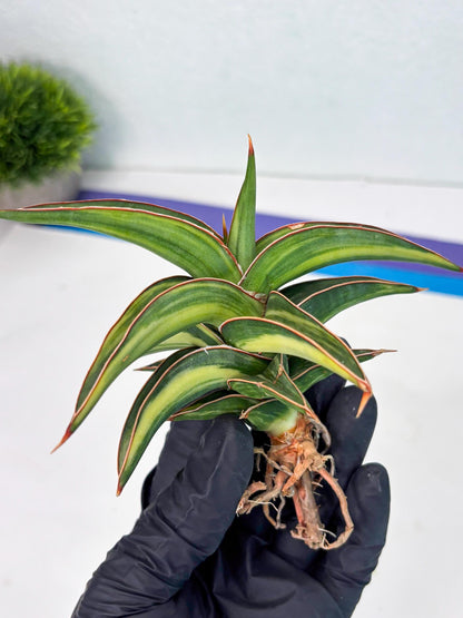 Sansevieria 23251 Var (Ha5) (16) | Imported