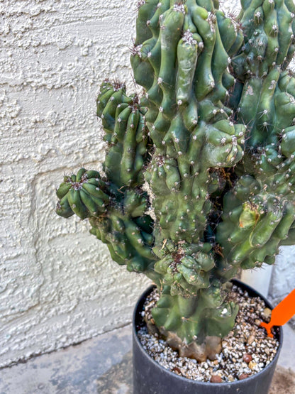 Cereus Peruvianus Monstrosus (o) | Rare Cactus