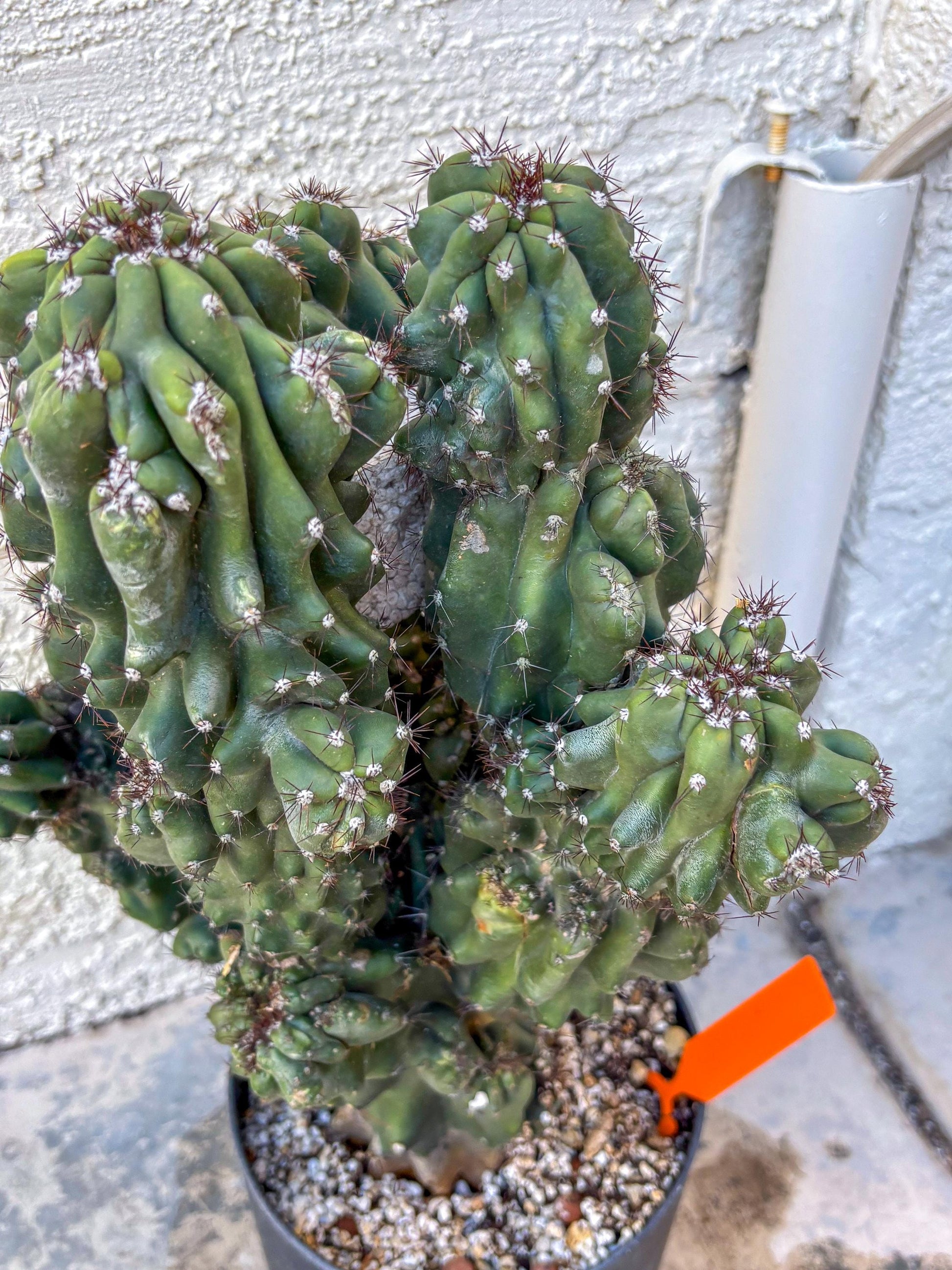 Cereus Peruvianus Monstrosus (o) | Rare Cactus