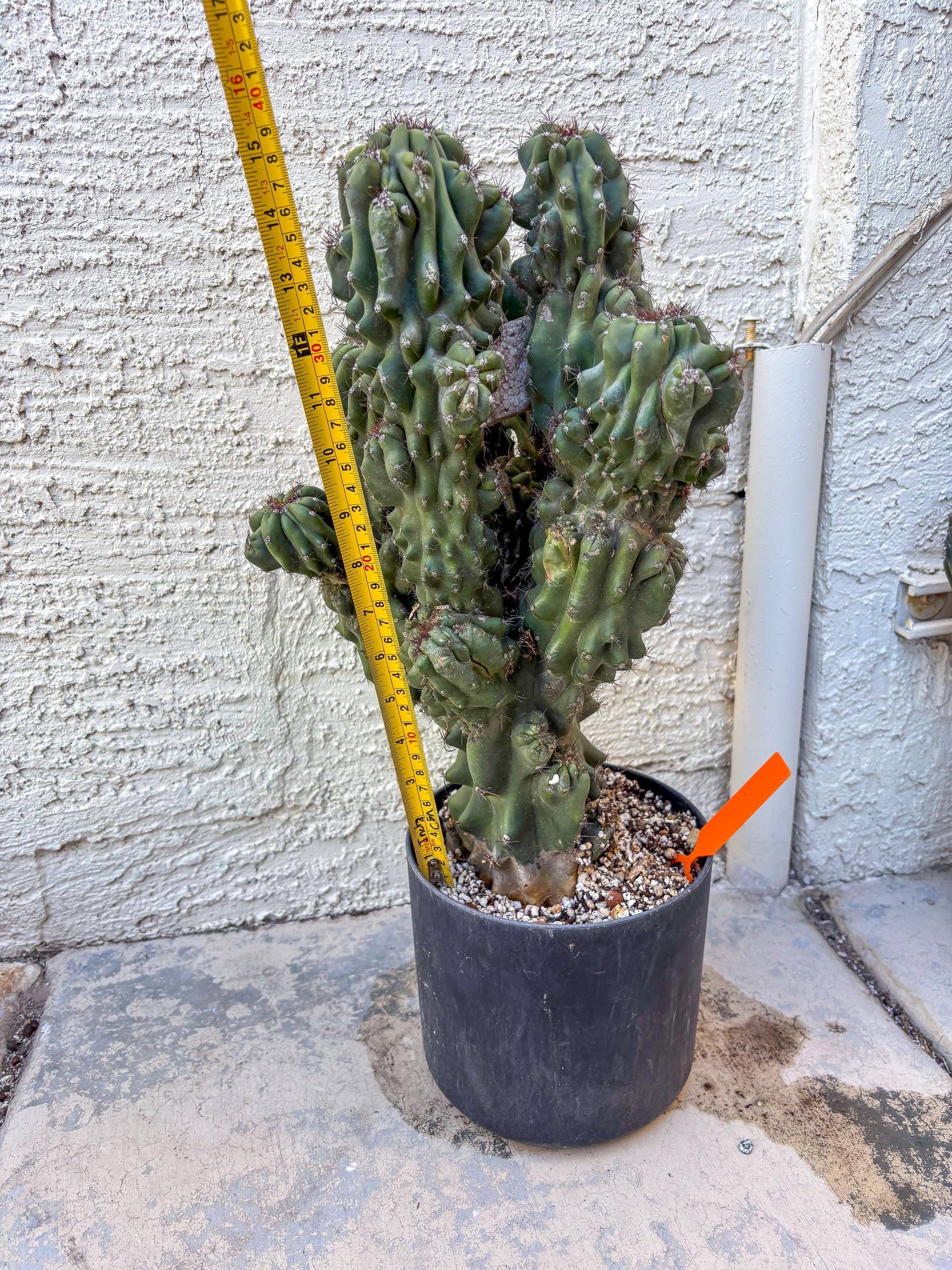 Cereus Peruvianus Monstrosus (o) | Rare Cactus