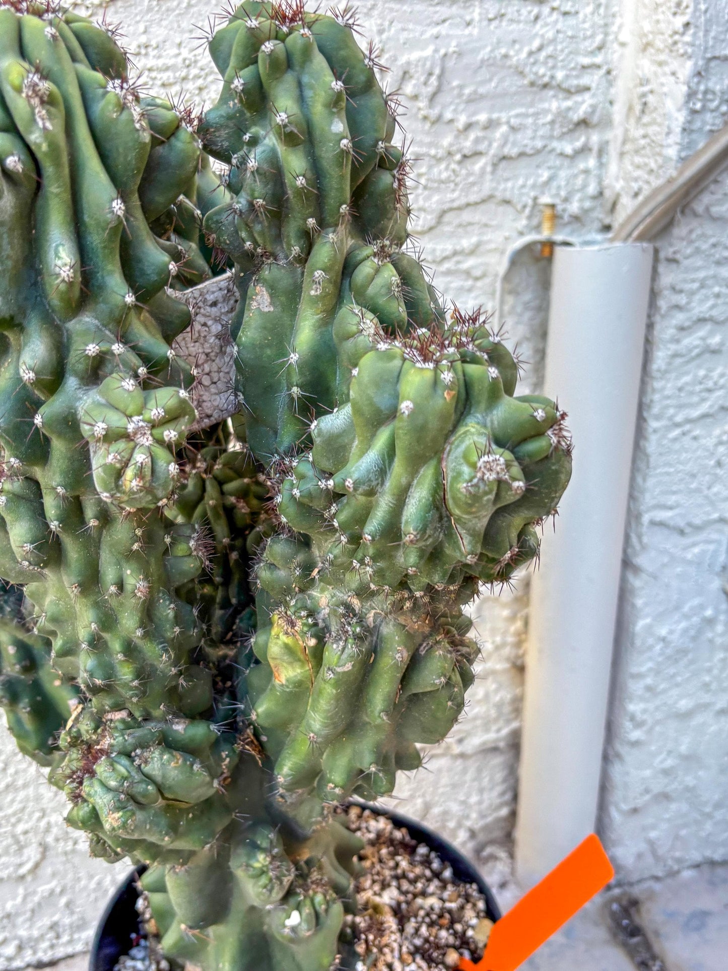 Cereus Peruvianus Monstrosus (o) | Rare Cactus