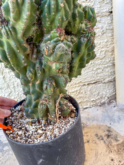 Cereus Peruvianus Monstrosus (o) | Rare Cactus