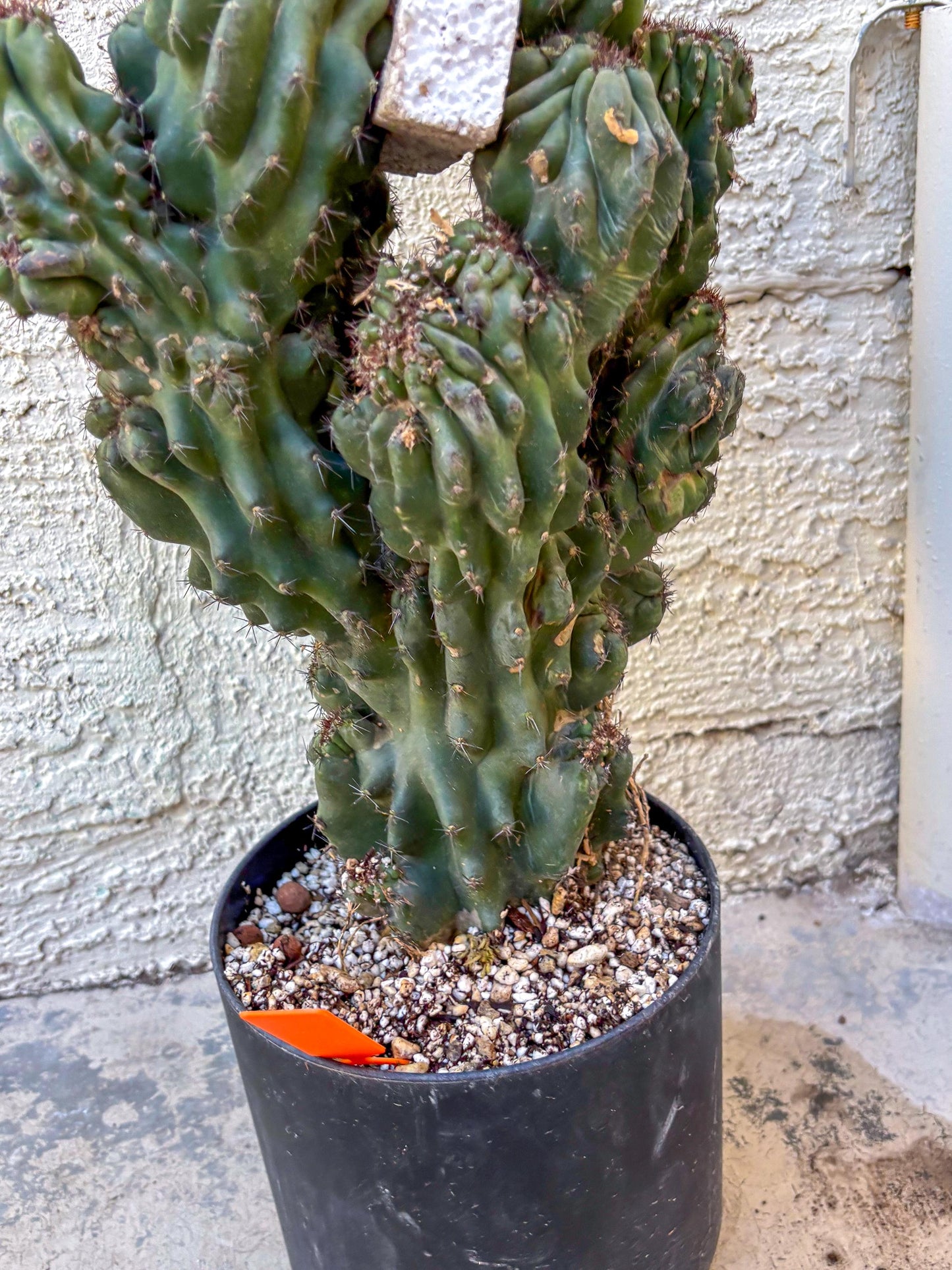 Cereus Peruvianus Monstrosus (o) | Rare Cactus