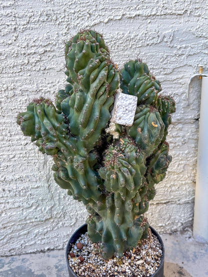 Cereus Peruvianus Monstrosus (o) | Rare Cactus