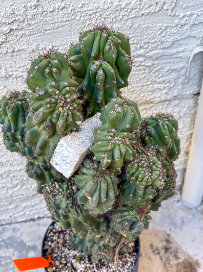 Cereus Peruvianus Monstrosus (o) | Rare Cactus