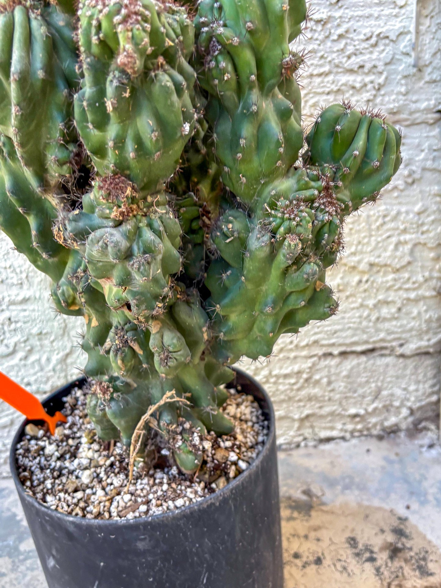 Cereus Peruvianus Monstrosus (o) | Rare Cactus