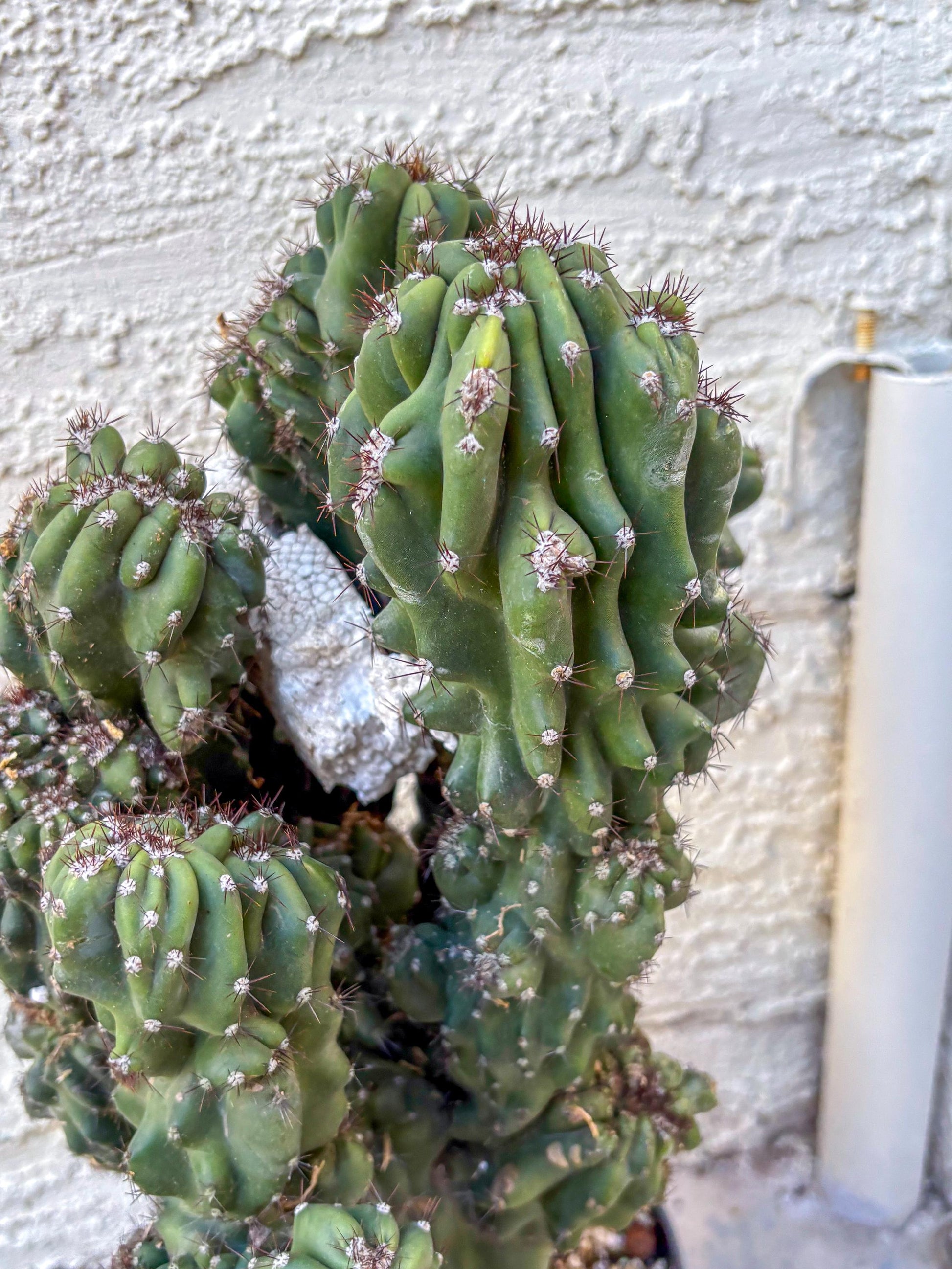 Cereus Peruvianus Monstrosus (o) | Rare Cactus