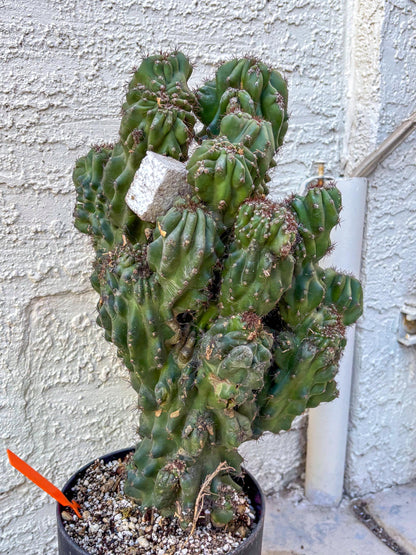 Cereus Peruvianus Monstrosus (o) | Rare Cactus