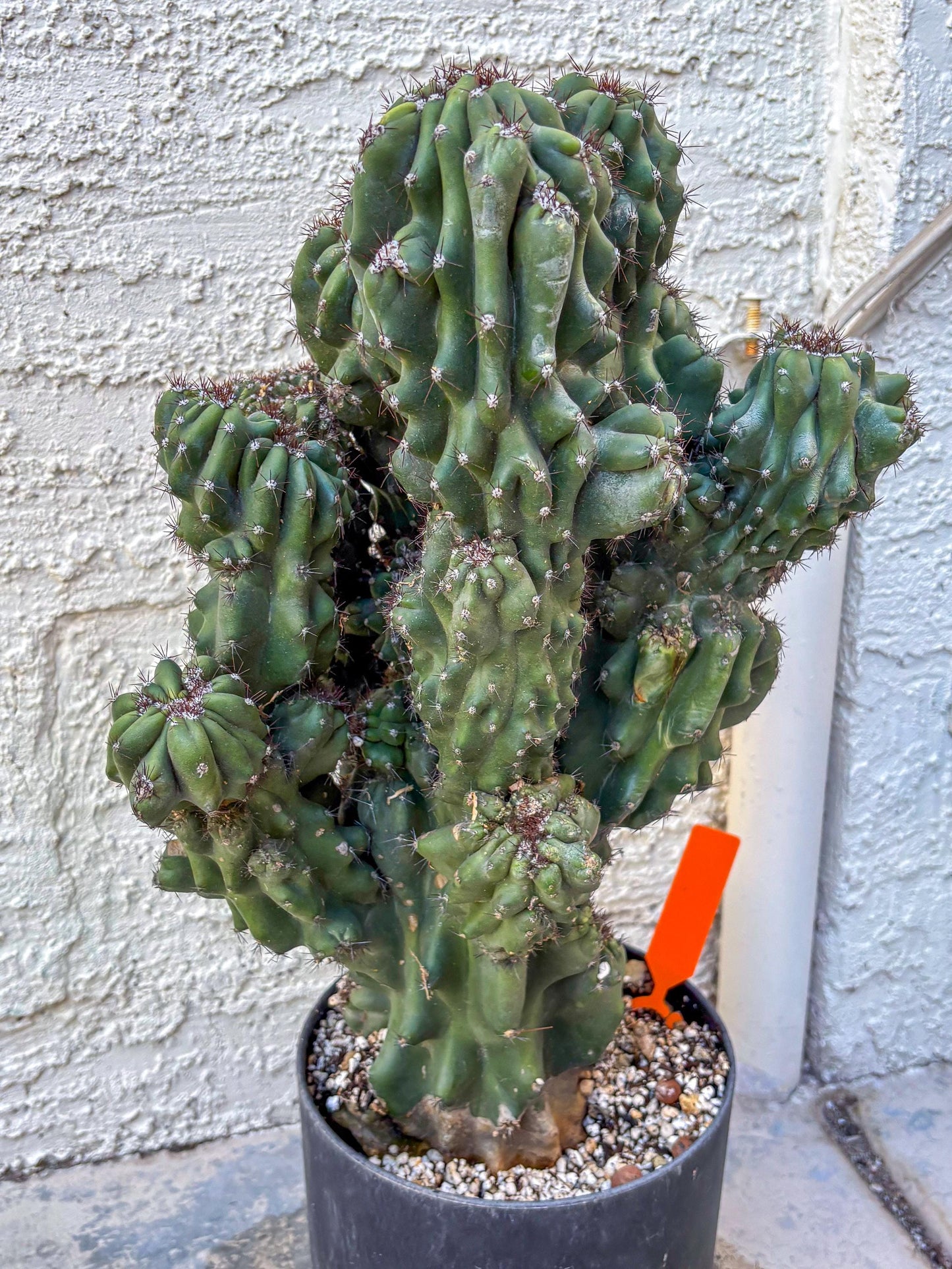 Cereus Peruvianus Monstrosus (o) | Rare Cactus