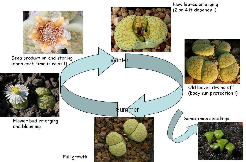 Green Lithops (pp) | In 2inch Pots