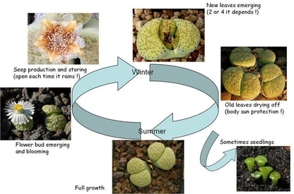 Green Lithops (pp) | In 2inch Pots