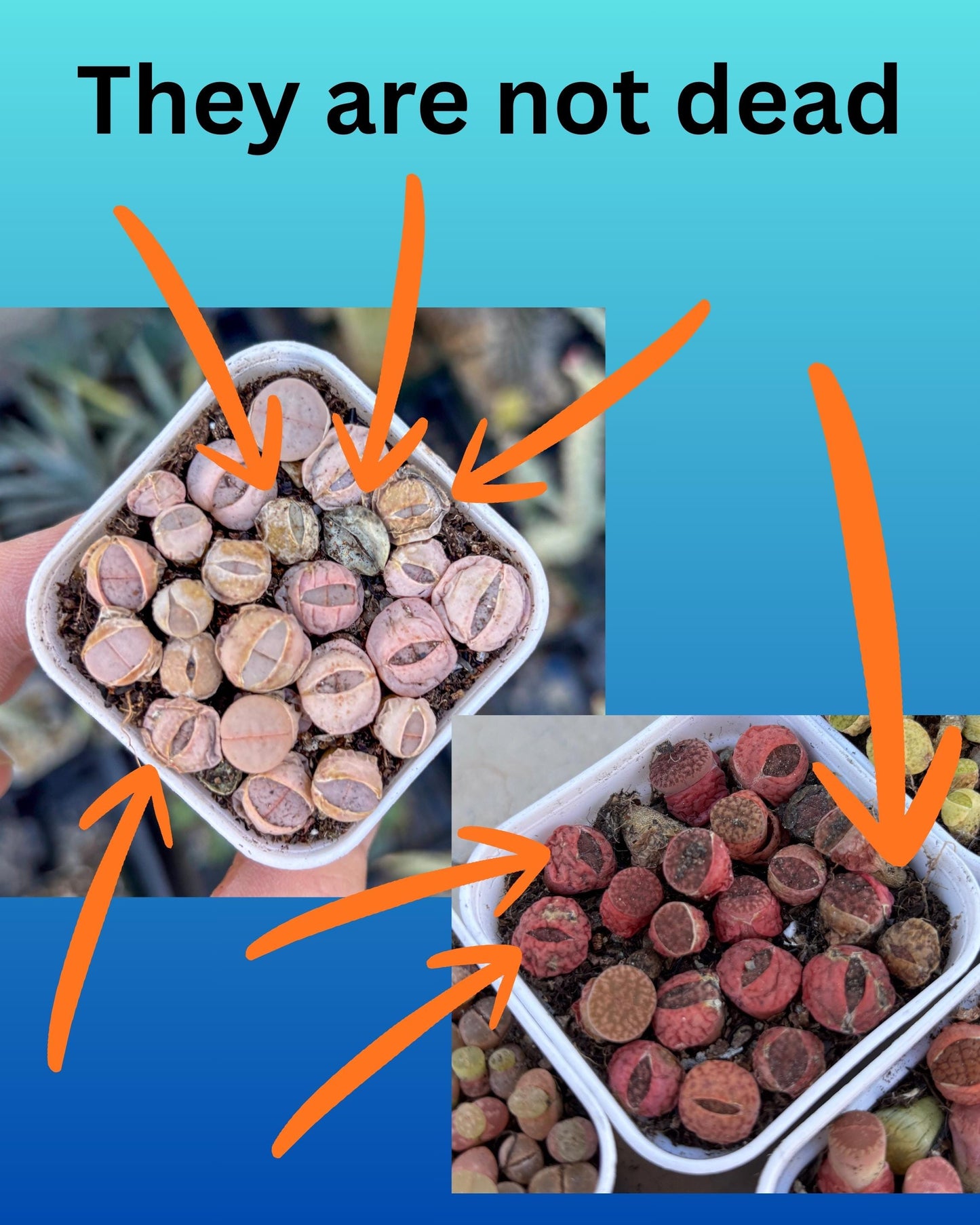 Colorful Lithops | In 2inch Pots