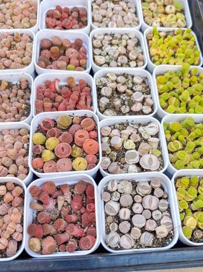 Colorful Lithops | In 2inch Pots
