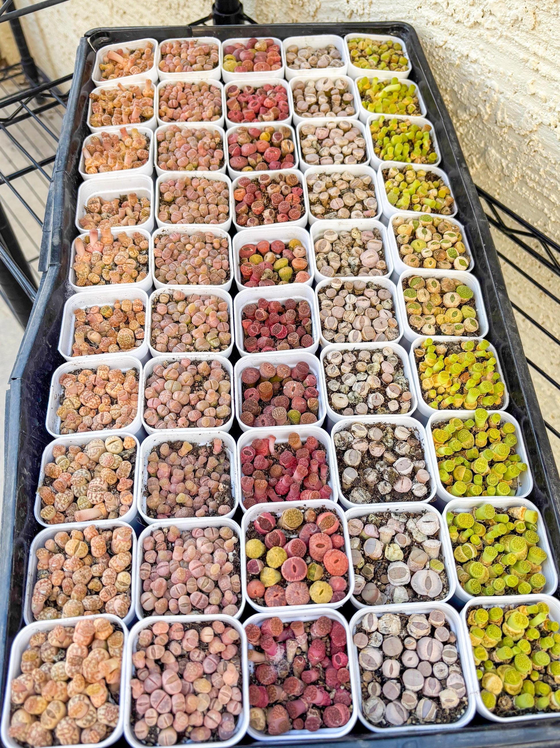 Colorful Lithops | In 2inch Pots