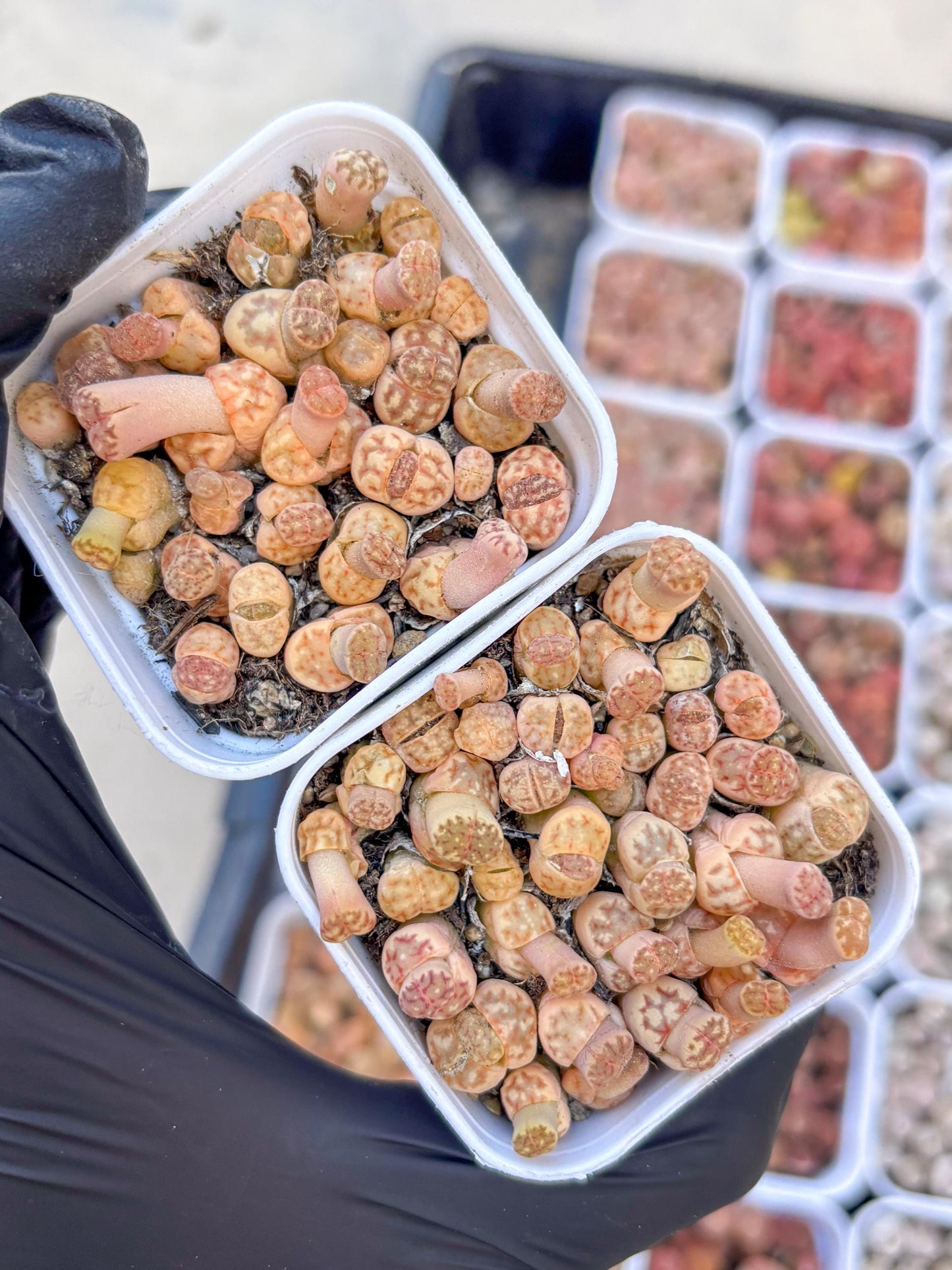 Colorful Lithops | In 2inch Pots