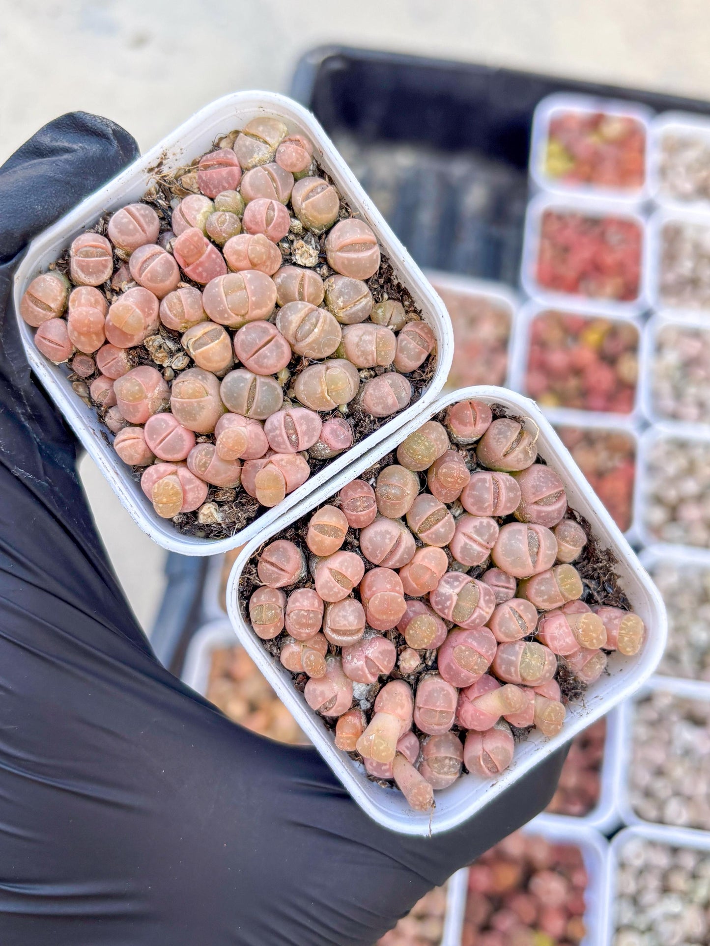 Colorful Lithops | In 2inch Pots