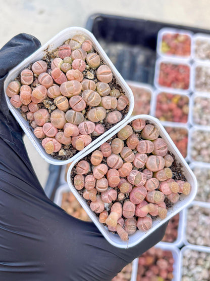 Colorful Lithops | In 2inch Pots