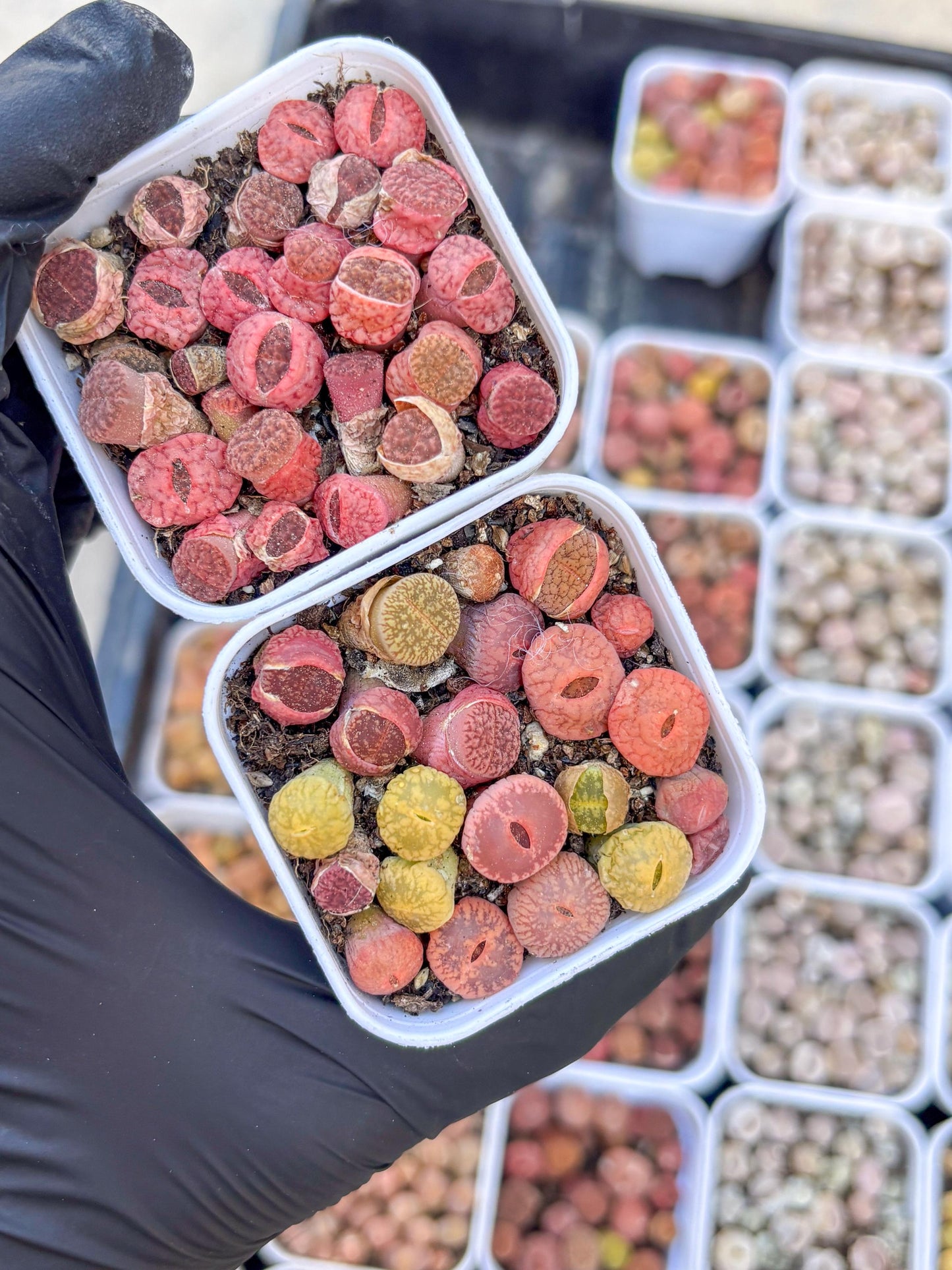 Colorful Lithops | In 2inch Pots