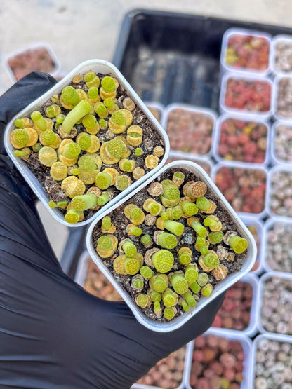 Colorful Lithops | In 2inch Pots