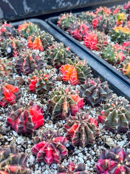 Gymnocalycium | Sellers choice | Great for beginners | 1.2~1.5Inch