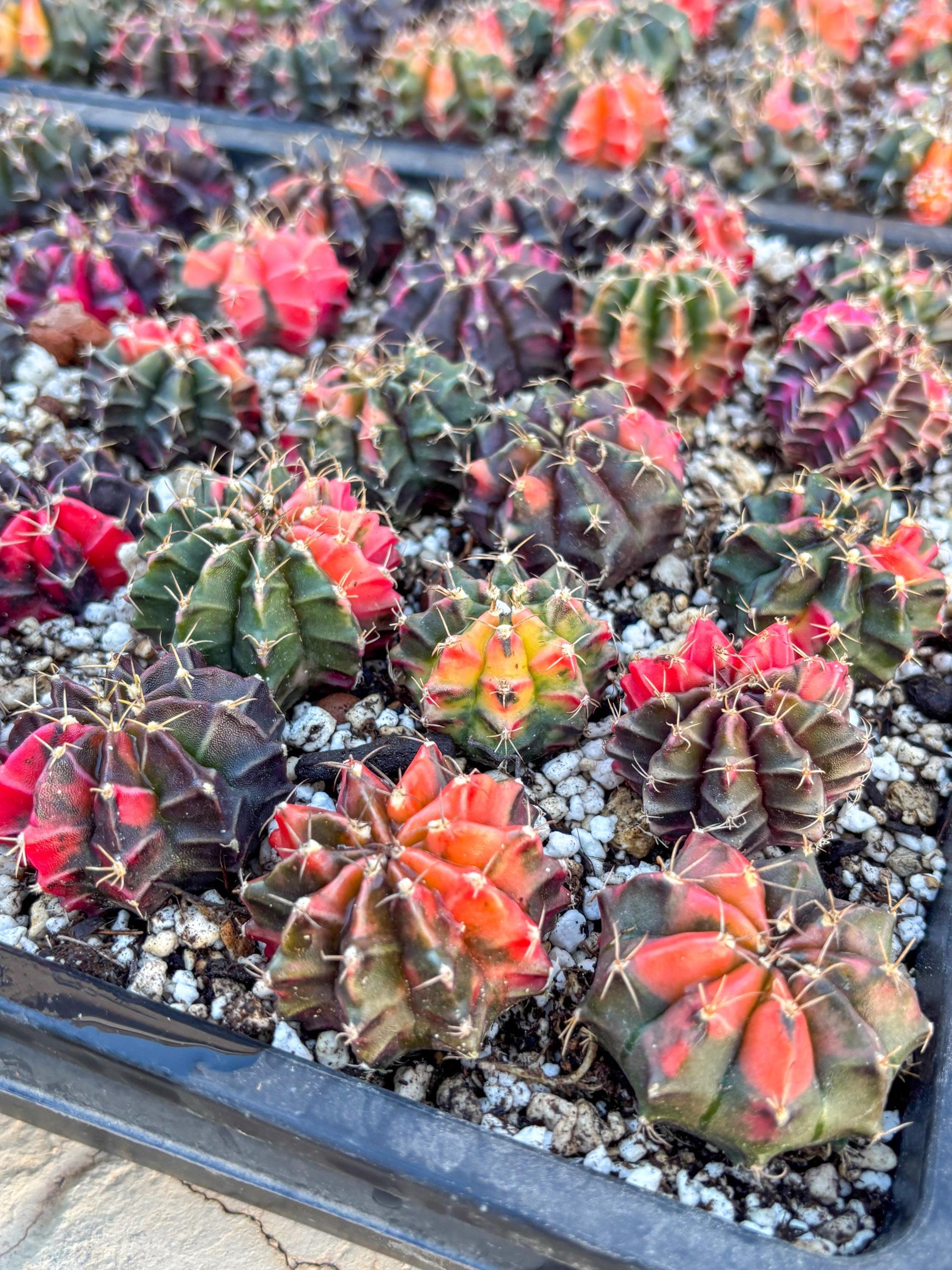 Gymnocalycium | Sellers choice | Great for beginners | 1.2~1.5Inch