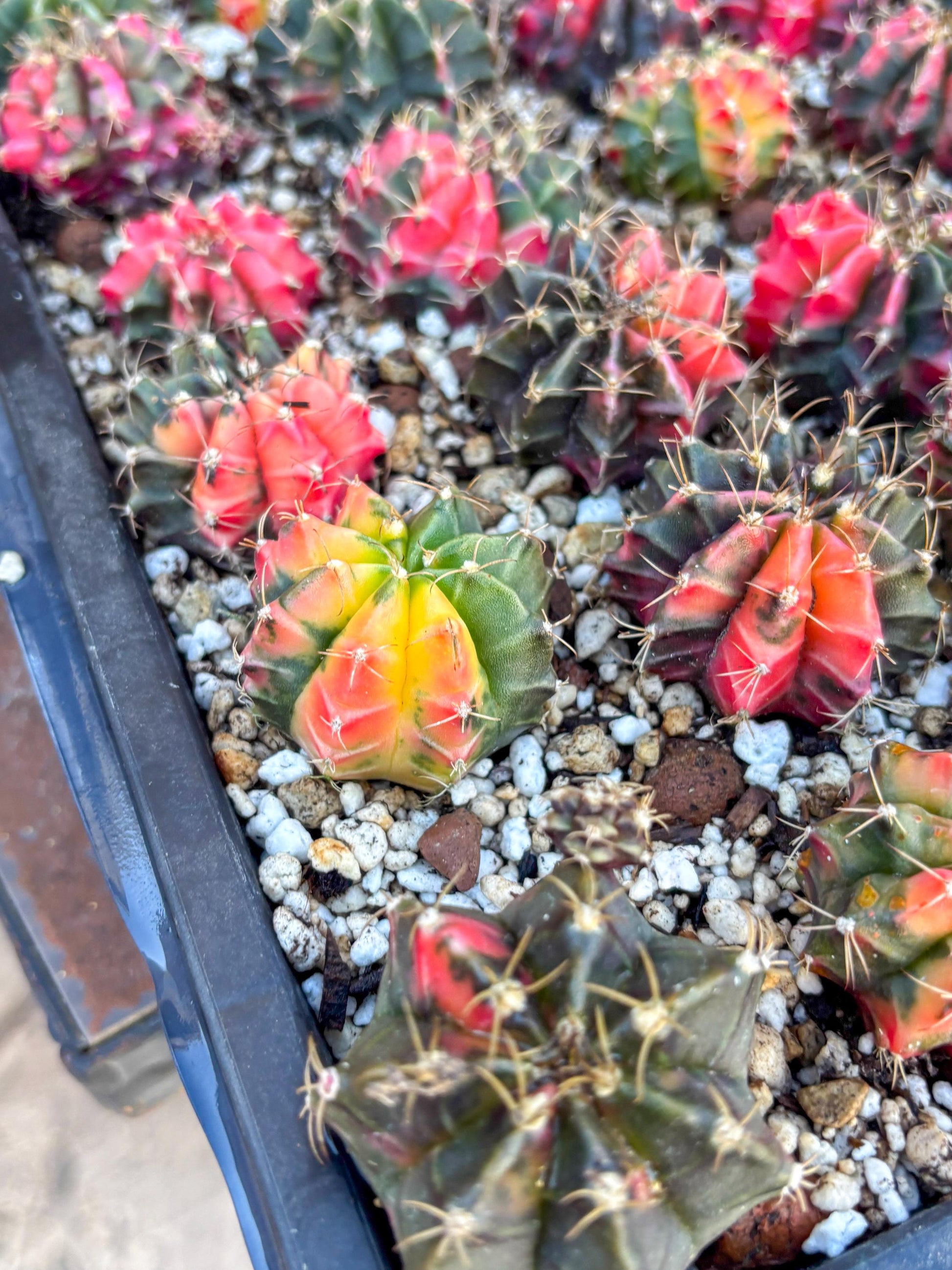 Gymnocalycium | Sellers choice | Great for beginners | 1.2~1.5Inch
