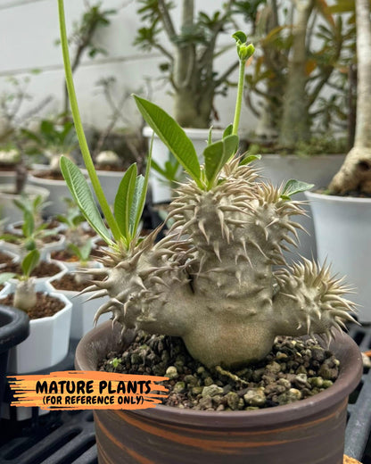 Brevicaule Baker (12) | Rare Plants | Ship with Pots