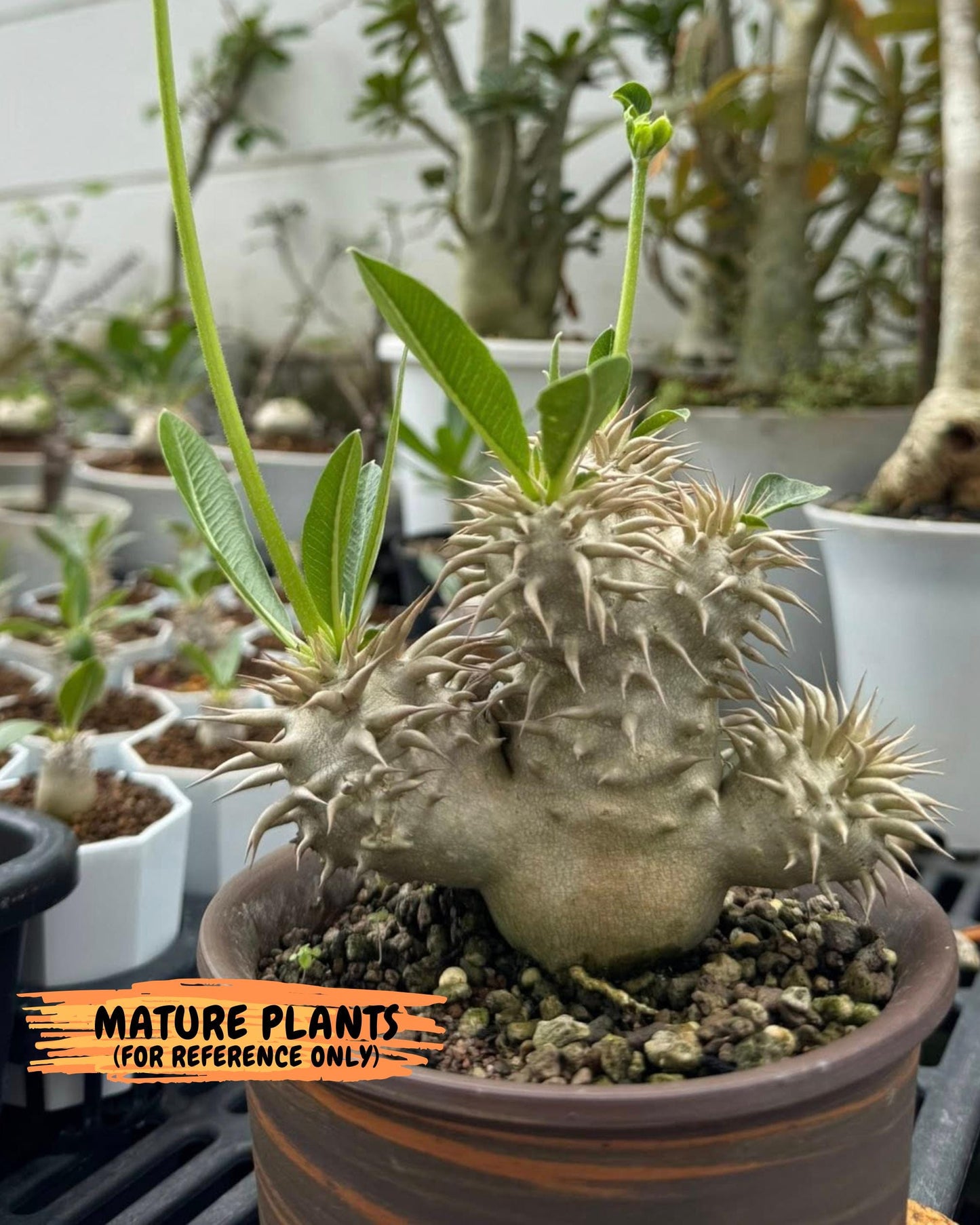 Brevicaule Baker (9) | Rare Plants | Ship with Pots