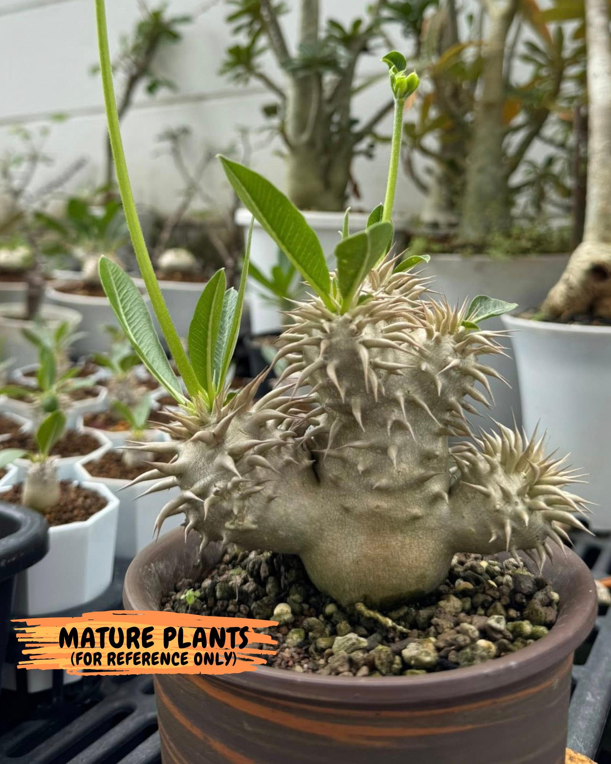 Brevicaule Baker (4) | Rare Plants | Ship with Pots