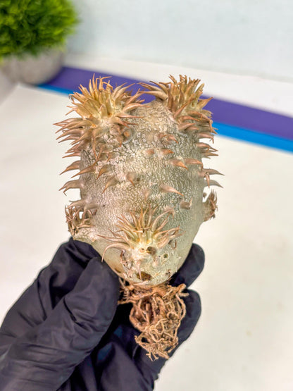 Brevicaule Baker (4) | Rare Plants | Ship with Pots