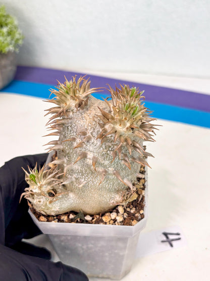 Brevicaule Baker (4) | Rare Plants | Ship with Pots