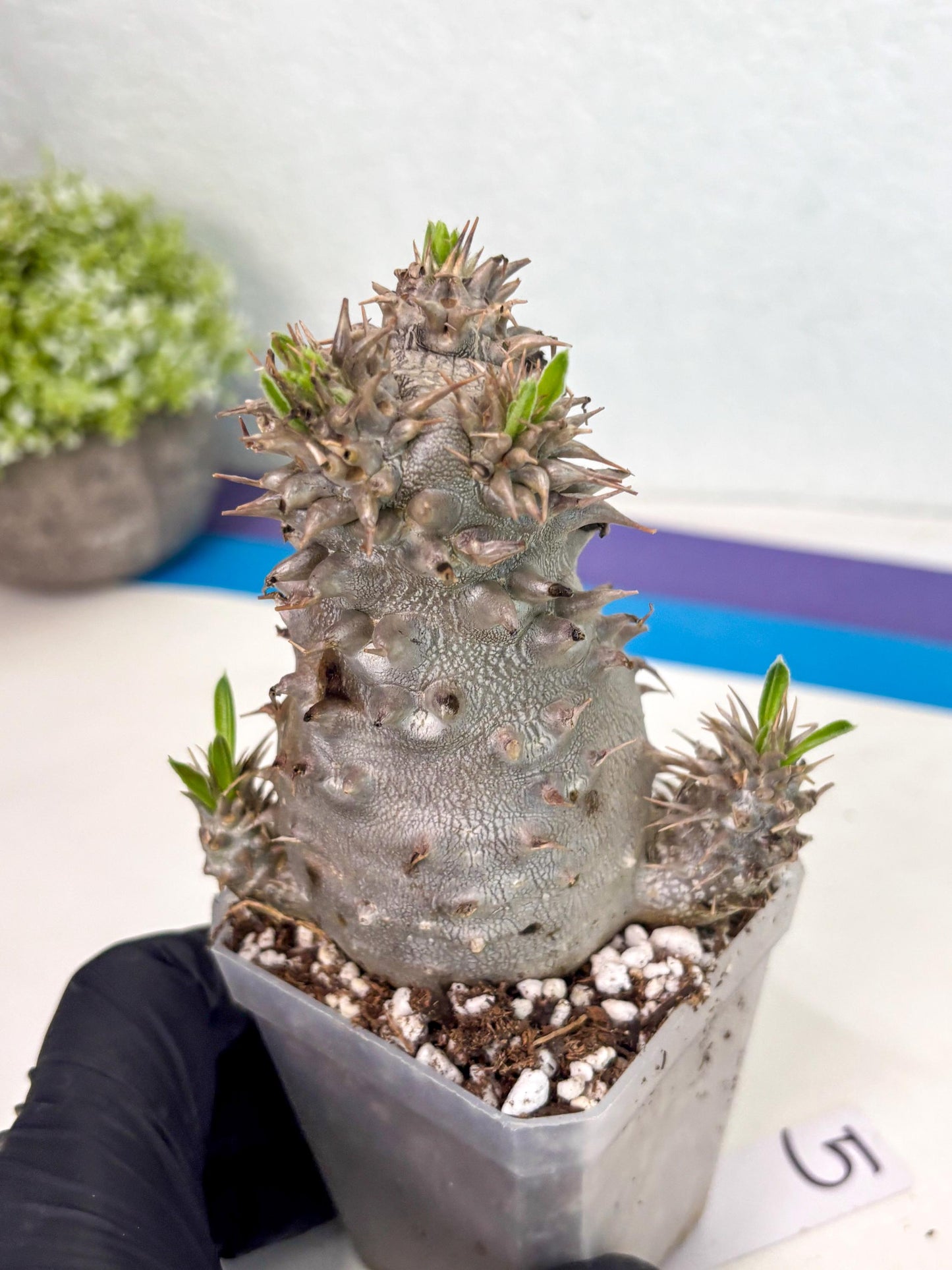 Brevicaule Baker (5) | Rare Plants | Ship with Pots