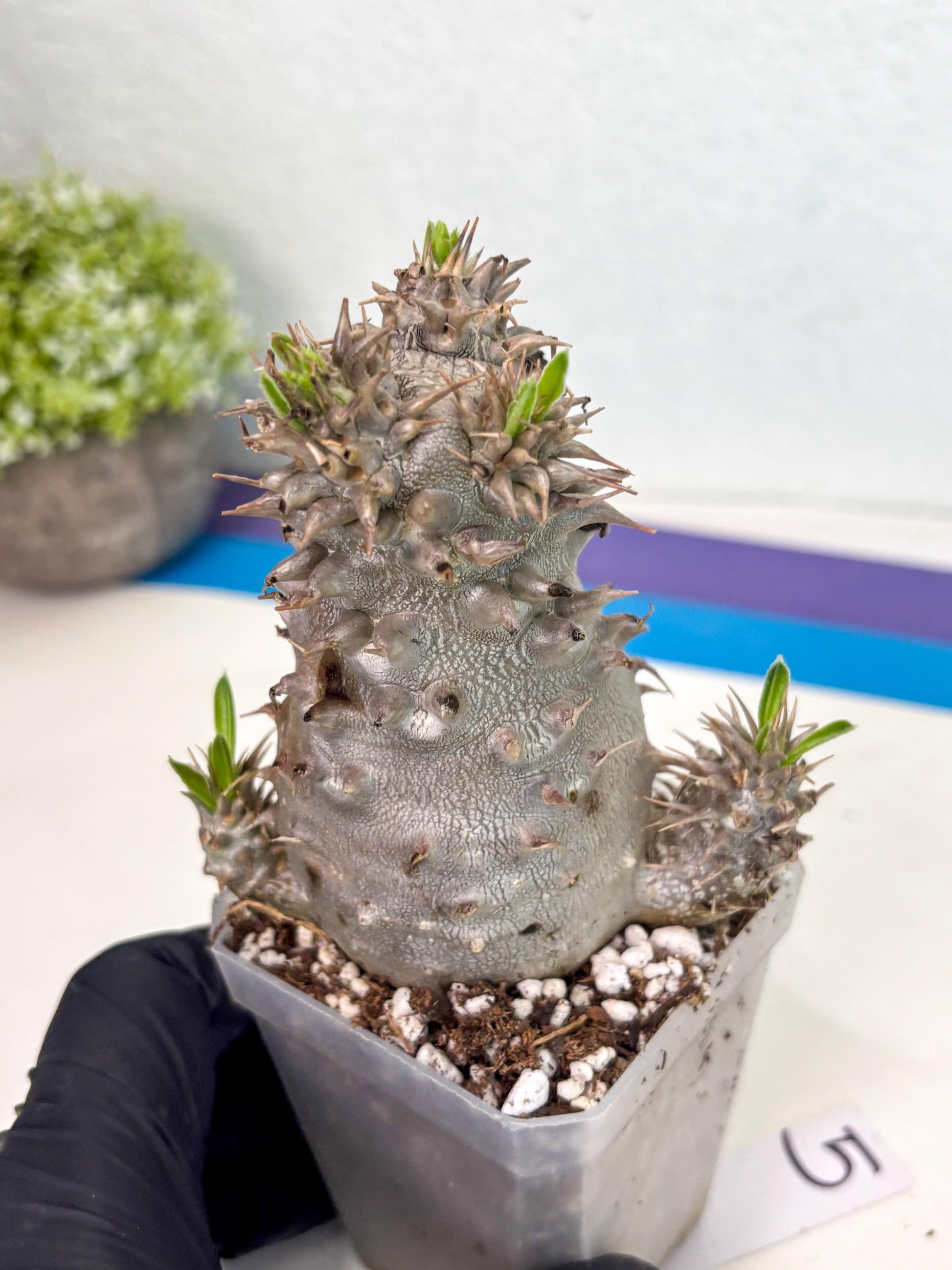Brevicaule Baker (5) | Rare Plants | Ship with Pots