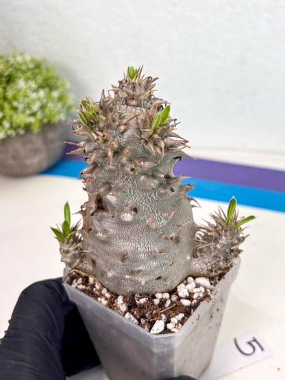 Brevicaule Baker (5) | Rare Plants | Ship with Pots